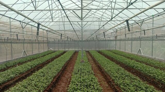 Kampung Flori Sebagai Salah Satu Upaya Membuat Produk Hortikultura di Indonesia Berkualitas dan Berdaya Saing Tinggi