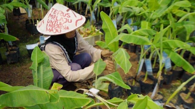 Demi Meningkatkan Produk Hortikultura di Indonesia, Kementerian Pertanian Bersiap Menjalankan Program HDDAP Tahun Depan