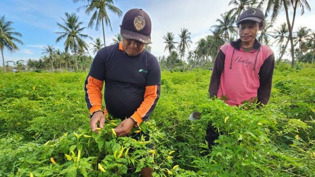 Kementerian Pertanian Bekerja Keras Menjaga Stabilitas Harga Cabai Menjelang Hari-Hari Besar Keagamaan