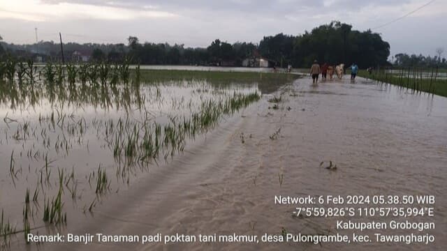 Jaga Produksi 2024, Kementan Gerak Cepat Tangani Lahan Pertanian Terdampak Banjir di Grobogan