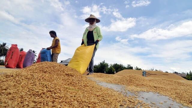 Jatim dan Jateng Masuk Panen Raya, Bersiap Jaga Harga dan Serap Gabah Petani