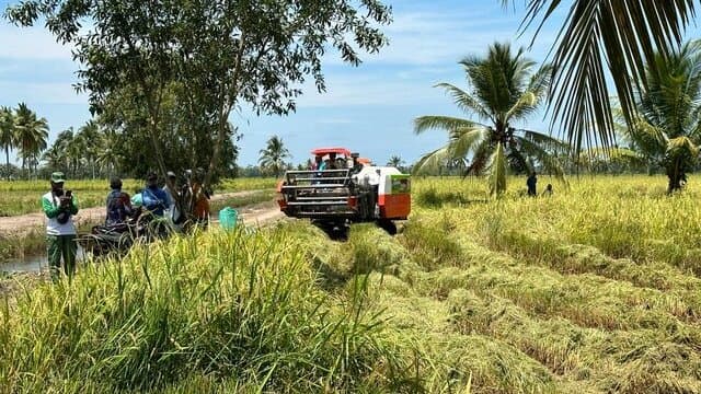 Panen Padi Di Sumsel Optimal, Optimis Puncak Panen Mencukupi Pasar