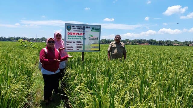 Genta Organik Kecamatan Pejagoan Dikelola Dengan Corporate Farming