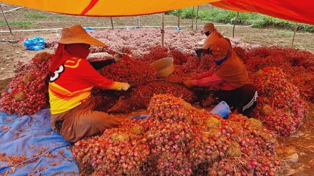 Enrekang Menjadi Sentra dan Tonggak Bawang Merah di Pulau Sulawesi