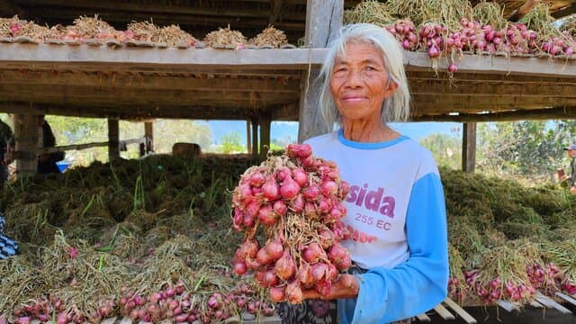 Bawang Merah Asal Kabupaten Indramayu, Jawa Barat Sebagai Tonggak Bawang Merah di Jabodetabek