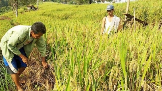 Tusip di Pandeglang Mulai Panen, Pekebun Senang Dapat Tambahan Penghasilan