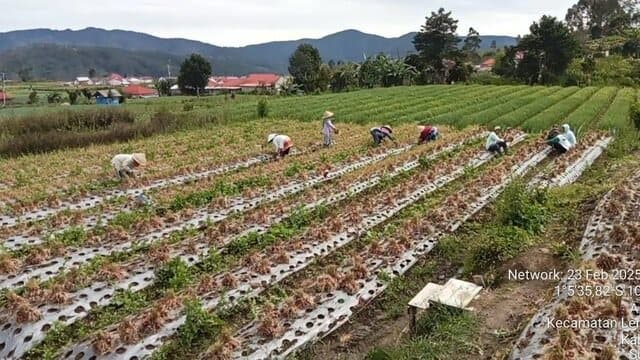 Tak Perlu Cemas, Pasokan Aman, Harga Bawang Merah Berangsur Normal Kembali