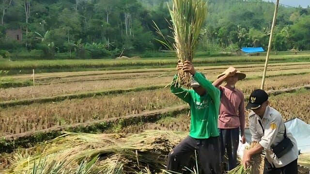 Panen Meningkat, Petani Nilai Kemudahan Pupuk Jadi Faktor Kunci