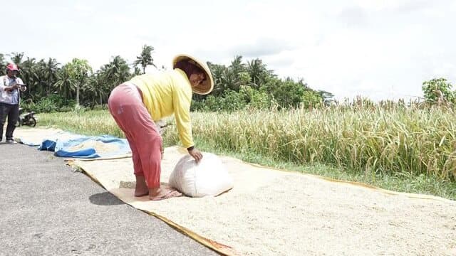 Tercapai Serapan 4 Juta Ton Beras, Pemerintah Gaspol Lanjutkan!