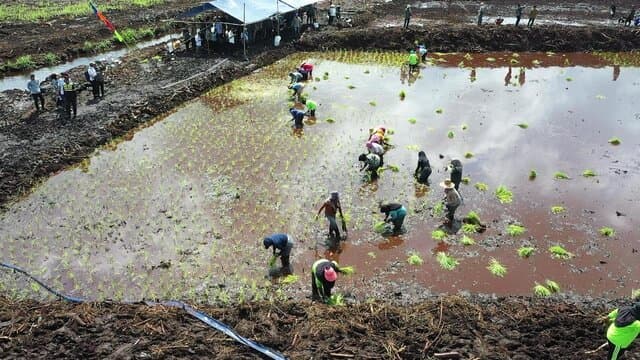Tanam Perdana Cetak Sawah di Kotawaringin Timur, Kementan Optimis Gapai Swasembada