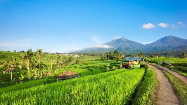 Tercapai Serapan 4 Juta Ton Beras, Pemerintah Gaspol Lanjutkan!