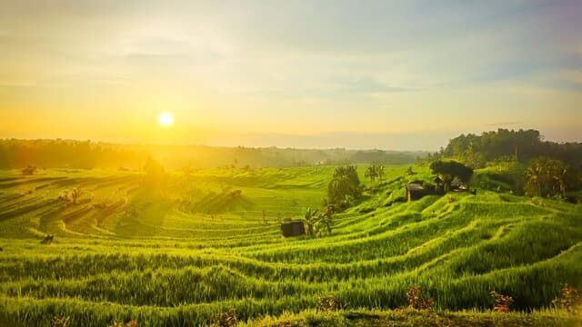 Serapan Beras Bulog Januari–Mei Tertinggi dalam 57 Tahun, Tanpa Impor