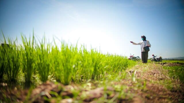 Harga Beras Dunia Anjlok ke Titik Terendah: Thailand, Vietnam, dan Kamboja Ketar-ketir, Indonesia Cetak Rekor Produksi