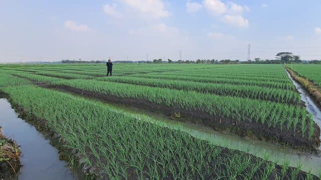 Panen Bawang Merah Marak, Pasokan Aman, Harga Berangsur Normal