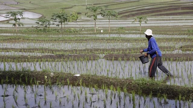 Mentan Amran Beberkan Penyebab Harga Beras Masih di Atas HET Meski Stok Surplus