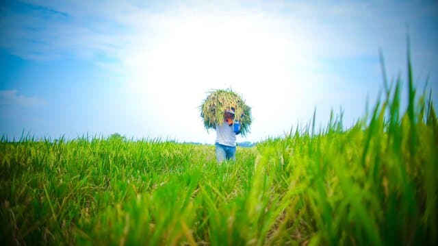 Swasembada Pangan, Jalan Menuju Kebangkitan Pertanian Indonesia