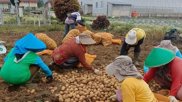 Produktivitas Kentang Kerinci Naik 8,76%, Kementan Dorong Perluasan Pasar dan Hilirisasi