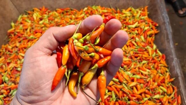 Stabilkan Harga, Kementan Kembali Guyur 1,7 Ton Cabai Rawit Merah ke Pasar Induk Kramat Jati