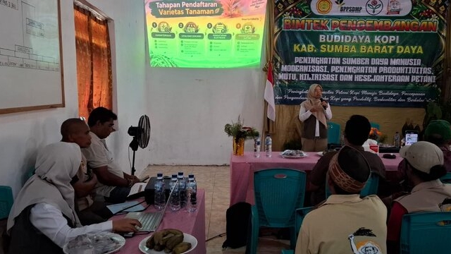 Upaya Pengembangan Kopi Sumba Barat Daya Diperkuat melalui Pendaftaran Varietas Lokal